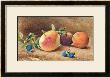 Study Of Fruit, 1877 by John William Hill Limited Edition Pricing Art Print