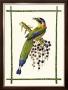 Rain Forest Toucan Ii by Jean-Theodore Descourtiz Limited Edition Pricing Art Print