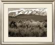 Horses Running I by Robert Dawson Limited Edition Print