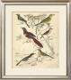 Avian Habitat Iv by Milne Limited Edition Print