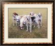 Seven V.W.H. Foxhounds by Gary Stinton Limited Edition Print