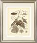 Nature Study In Sepia Iii by Maria S. Merian Limited Edition Print