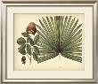 Antique Brazilian Palm by Sir Hans Sloane Limited Edition Print