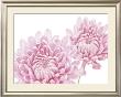 Fossey Chrysanthemun In Bloom Pricing Limited Edition Prints