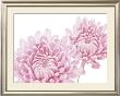 George by Fossey Chrysanthemun In Bloom Limited Edition Pricing Art Print