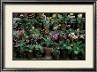 Mary Keen's Auriculas by Tessa Traeger Limited Edition Print