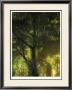 Shaded Reflection I by Jennifer Goldberger Limited Edition Print
