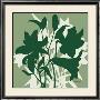 Sage Lilies Ii by Franz Heigl Limited Edition Pricing Art Print