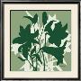 Sage Lilies Ii by Franz Heigl Limited Edition Print