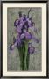 Purple Iris by John Seba Limited Edition Print
