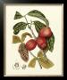 Island Fruits Iii by Berthe Hoola Van Nooten Limited Edition Print