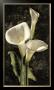 Callas I by John Seba Limited Edition Print