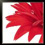 Gerbera Rouge by Guillaume Plisson Limited Edition Print