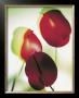 Transparente Blüten Iii by Joern Zolondek Limited Edition Pricing Art Print