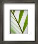 Fragile Green by Sara Deluca Limited Edition Print