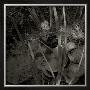 Mare, C.2004 by Jacky Lecouturier Limited Edition Print