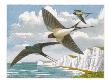 Swallows (Hirundo Rustica) by Robert Gillmor Limited Edition Print