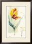 Tulip by Paul Hargittai Limited Edition Pricing Art Print