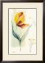 Tulip by Paul Hargittai Limited Edition Print