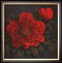 Red Carnation With Border I by T. C. Chiu Limited Edition Print