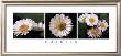 Daisies by Vitantonio Dell'orto Limited Edition Pricing Art Print