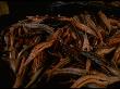 Sturgeon, Gutted During Roe Removal, At Astrakhan Fish Complex Processing Plant, Russia by Carl Mydans Limited Edition Print