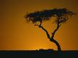 Tenere, Niger, West Africa, Africa by Jon Hart Gardey Limited Edition Print