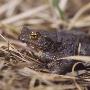 Close-Up Of A Frog On Grass by Bjorn Alander Limited Edition Print