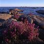 Wild Flowers And Boulders By The Sea In Dalsland, Sweden by Ove Eriksson Limited Edition Print
