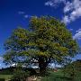 Tree In A Field by Ove Eriksson Limited Edition Print