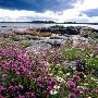 Wild Flowers In An Archipelago, Sweden by Jorgen Larsson Limited Edition Pricing Art Print