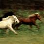 Running Horses by Mikael Bertmar Limited Edition Print