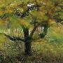 An Autumn Tree by Mikael Andersson Limited Edition Print