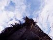 Black Horse Beneath Azure Sky, Skagafjordur, Iceland by Bjarki Reyr Asmundsson Limited Edition Print