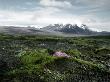 A Little Cluster Of Purple Flowers In The Wilderness, Iceland by Atli Mar Limited Edition Print