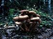 Brown Mushrooms by Bjorn Wiklander Limited Edition Print