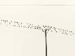 Low Angle View Of A Flock Of Birds by Bengt-Goran Carlsson Limited Edition Pricing Art Print