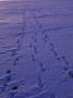 Footprints On Violet Snow by Bengt-Goran Carlsson Limited Edition Print