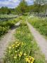 A Gravel Path In The Country Side, Ostergotland In Sweden by Anders Ekholm Limited Edition Print