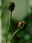 Closed Poppy Buds by Ann Eriksson Limited Edition Print