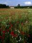 Poppies In A Field, A Cottage In Background, Sweden by Anders Ekholm Limited Edition Print