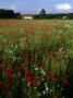 Poppies In A Field, A Cottage In Background, Sweden by Anders Ekholm Limited Edition Pricing Art Print