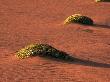 Two Tussocks Surrounded By Sand, Iceland by Einar Magnus Magnusson Limited Edition Print