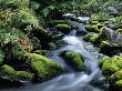 River Passing Through A Forest by Ingemar Aourell Limited Edition Print