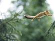 A Squirrel Jumping Between Tree Branches by Hannu Hautala Limited Edition Print
