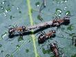 Ants Carrying A Little Piece Of Twig by Jan Rietz Limited Edition Print