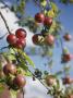 Apples Growing On A Tree by Jan Rietz Limited Edition Pricing Art Print