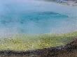 Detail Of Algae At Edge Of Water Of Rainbow Pool by Jeff Foott Limited Edition Print