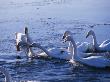 Swans In Cold Water, Iceland by Johannes Long Limited Edition Print