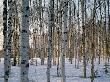 Birch Forest In Spring, South Lapland, Finland by Kalervo Ojutkangas Limited Edition Print